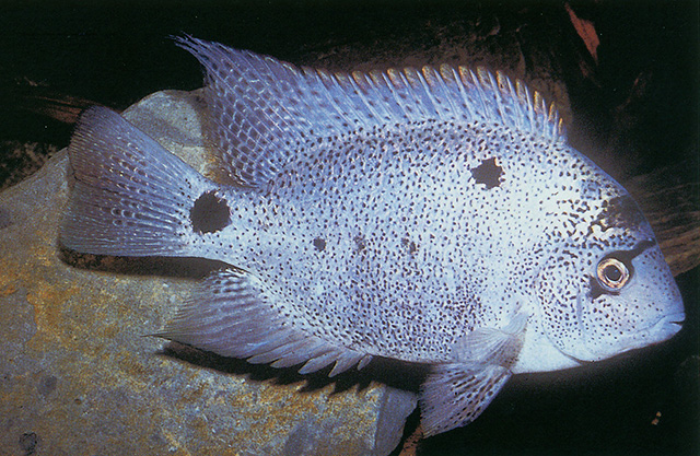 银色副尼丽鱼(Maskaheros argenteus)
