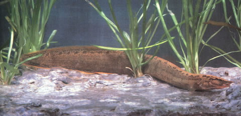 大刺鳅(Mastacembelus armatus)