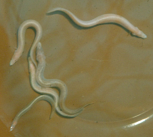 盲刺鳅(Mastacembelus brichardi)