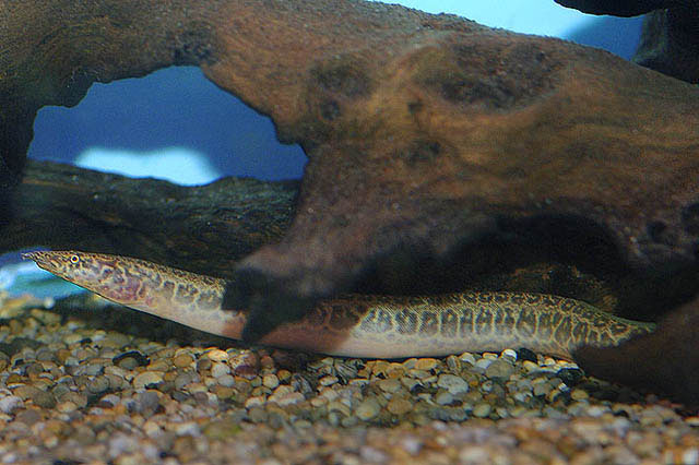 隐棘刺鳅(Mastacembelus cryptacanthus)