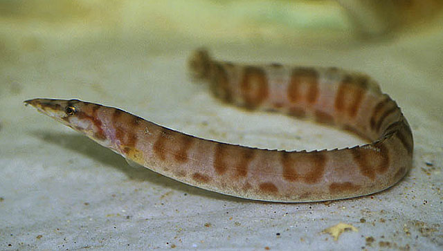 不育刺鳅(Mastacembelus ellipsifer)