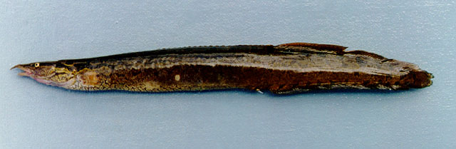 网纹刺鳅(Mastacembelus favus)