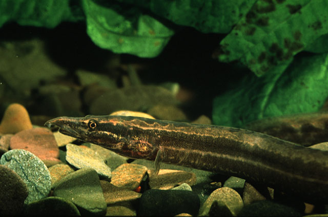 长尾刺鳅(Mastacembelus frenatus)