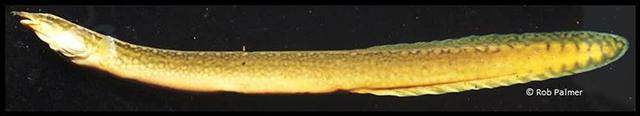 利比里亚刺鳅(Mastacembelus liberiensis)