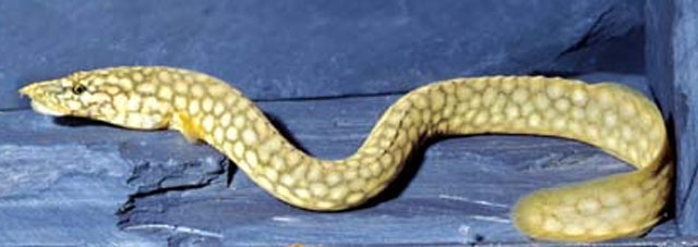 摩氏刺鳅(Mastacembelus moorii)