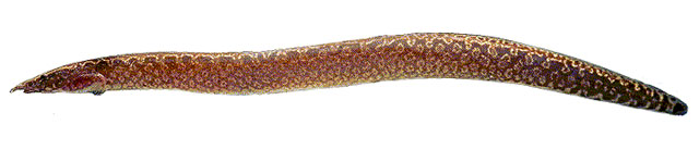 黑刺鳅(Mastacembelus niger)