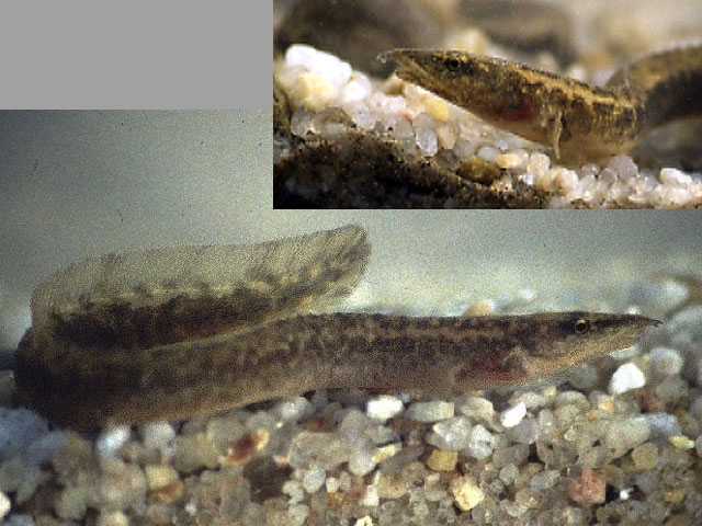 眼斑刺鳅(Mastacembelus vanderwaali)