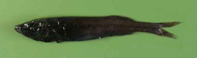 小鳞莫氏管肩鱼(Maulisia microlepis)