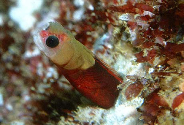 沙氏麦考鳚(Mccoskerichthys sandae)