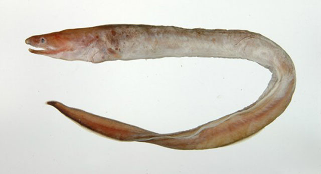 箭齿前肛鳗(Meadia abyssalis)