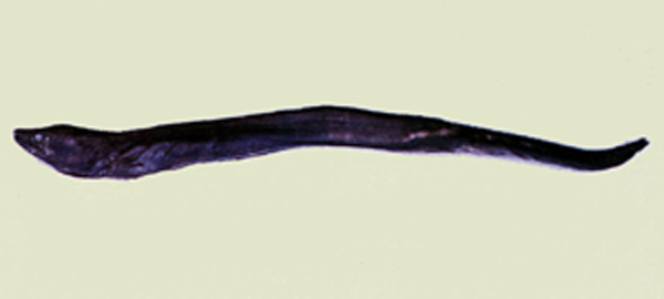 罗氏箭齿前肛鳗(Meadia roseni)