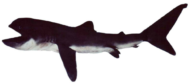 巨口鲨(Megachasma pelagios)