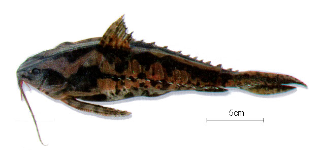 瞻星大陶乐鲇(Megalodoras uranoscopus)