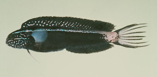 浅带稀棘鳚(Meiacanthus kamoharai)