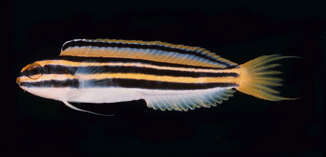 条纹稀棘鳚(Meiacanthus lineatus)