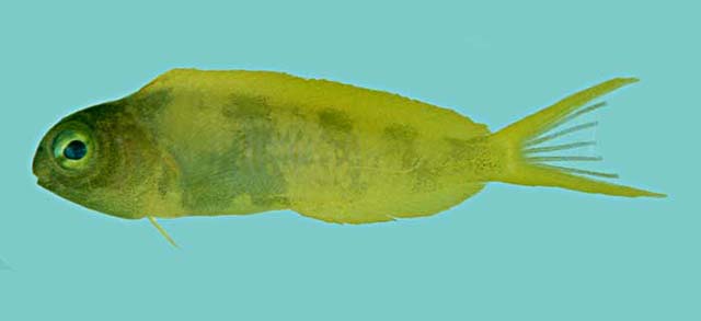 黄身稀棘鳚(Meiacanthus oualanensis)