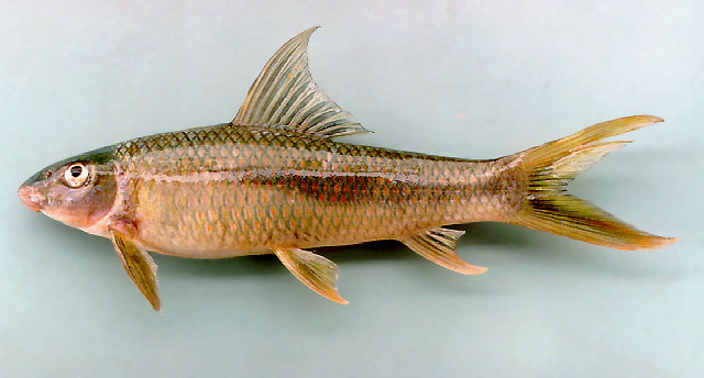 湄公鱼(Mekongina erythrospila)