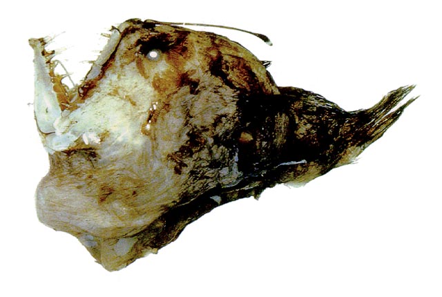 约氏黑犀鱼(Melanocetus johnsonii)