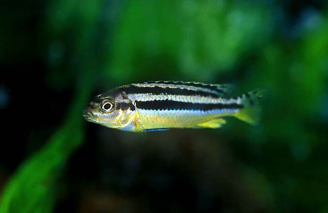 纵带黑丽鱼(Melanochromis auratus)