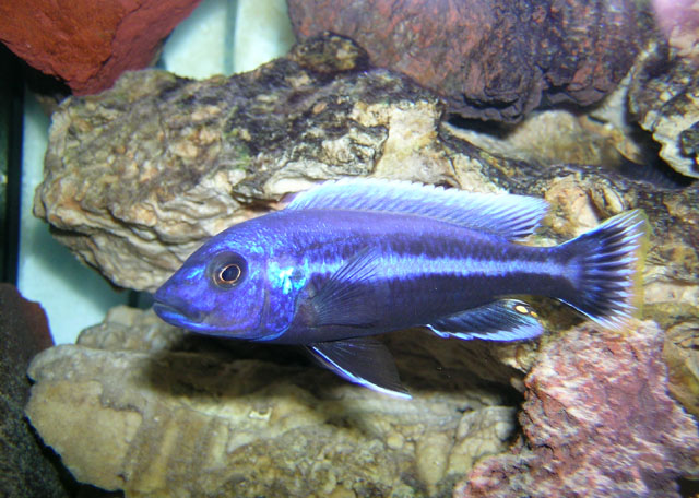 奇普黑丽鱼(Melanochromis chipokae)