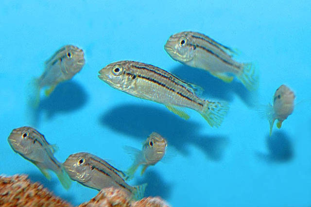 苍黑丽鱼(Melanochromis dialeptos)
