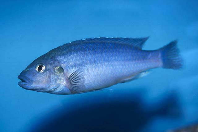 美艳黑丽鱼(Melanochromis lepidiadaptes)