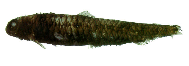黑渊鲑(Melanolagus bericoides)