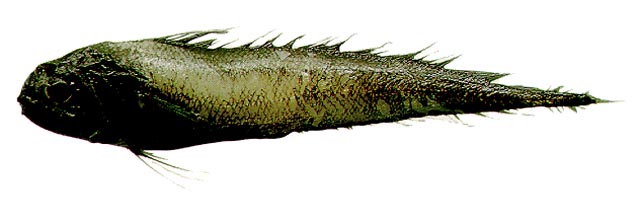 大洋黑鳕(Melanonus zugmayeri)