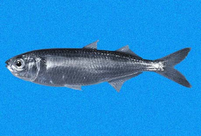 青色黑吻银汉鱼(Melanorhinus cyanellus)