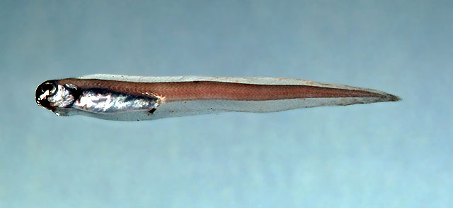 大西洋黑绵鳚(Melanostigma atlanticum)