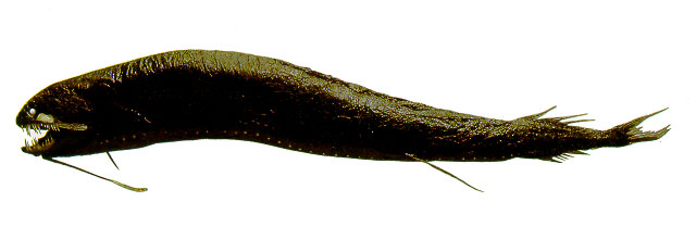 双光黑巨口鱼(Melanostomias biseriatus)