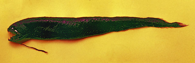加勒比海黑巨口鱼(Melanostomias macrophotus)