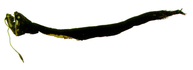 大眼黑巨口鱼(Melanostomias melanops)