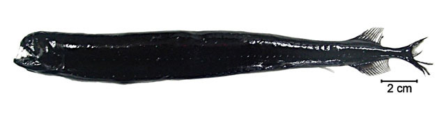 暗色黑巨口鱼(Melanostomias niger)