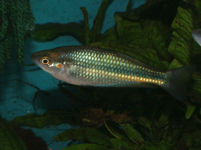 杜氏虹银汉鱼(Melanotaenia duboulayi)