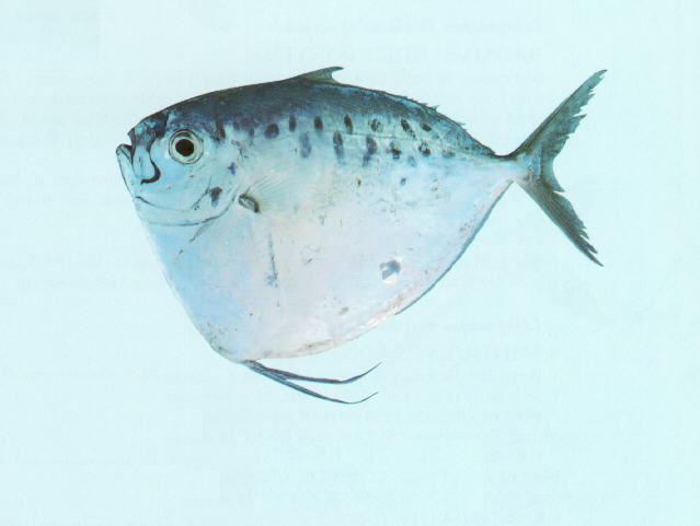 眼镜鱼(Mene maculata)
