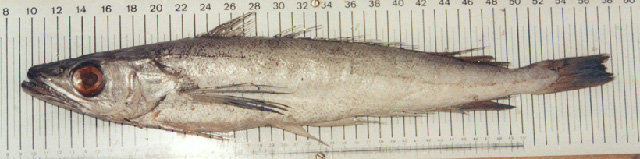 深水无须鳕(Merluccius paradoxus)