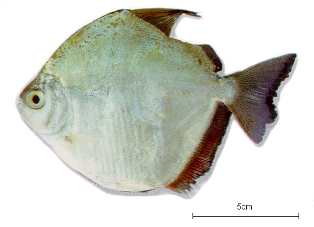 闪光银板鱼(Metynnis argenteus)