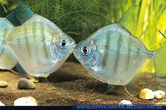 条纹银板鱼(Metynnis fasciatus)