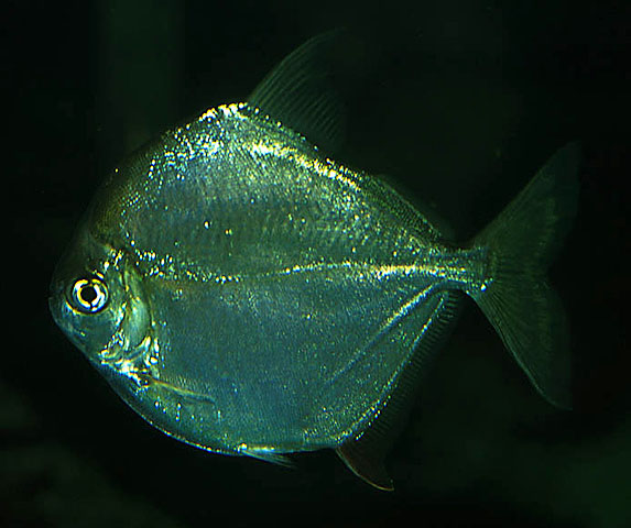 高身银板鱼(Metynnis hypsauchen)