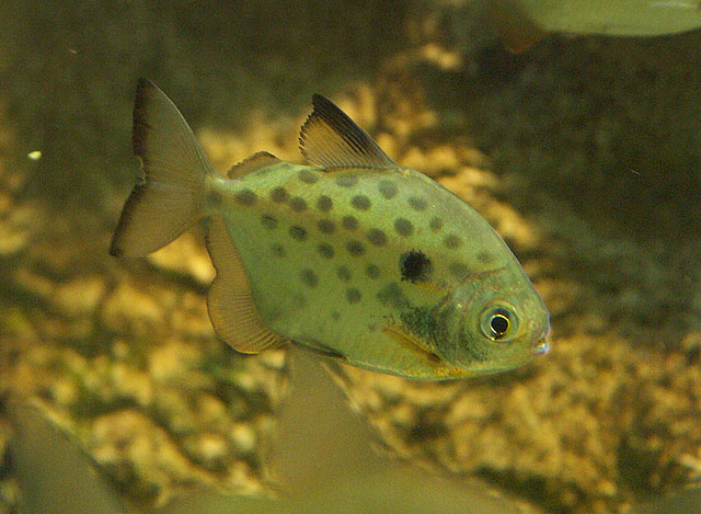 密斑银板鱼(Metynnis lippincottianus)