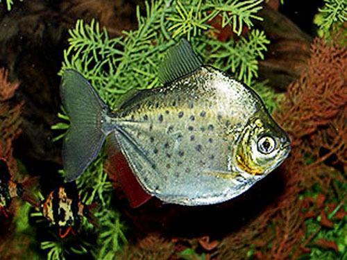 斑点银板鱼(Metynnis maculatus)