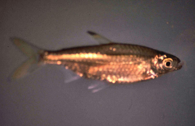 尖齿小鲑脂鲤(Micralestes acutidens)