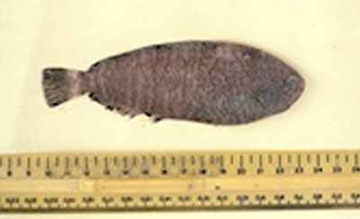 杂色短臂鳎(Microchirus variegatus)