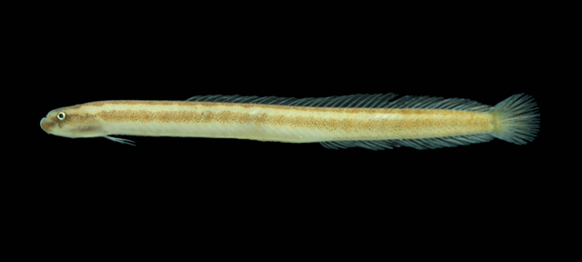 纵带蠕鳢(Microdesmus bahianus)