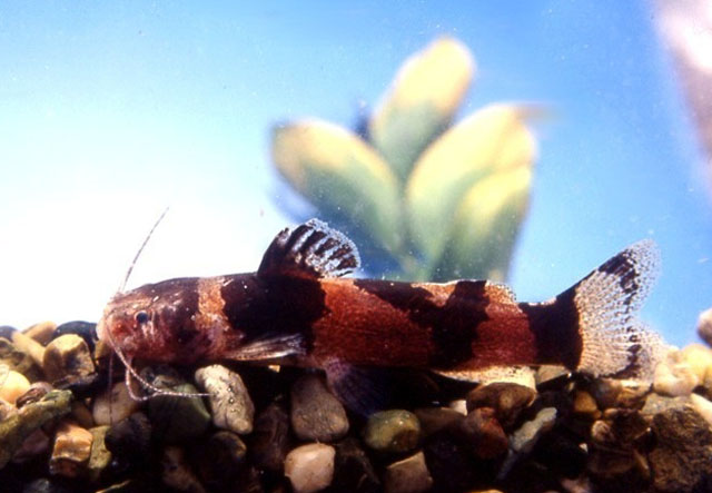多彩鲇(Microglanis poecilus)