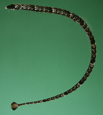 安氏小颌海龙(Micrognathus andersonii)