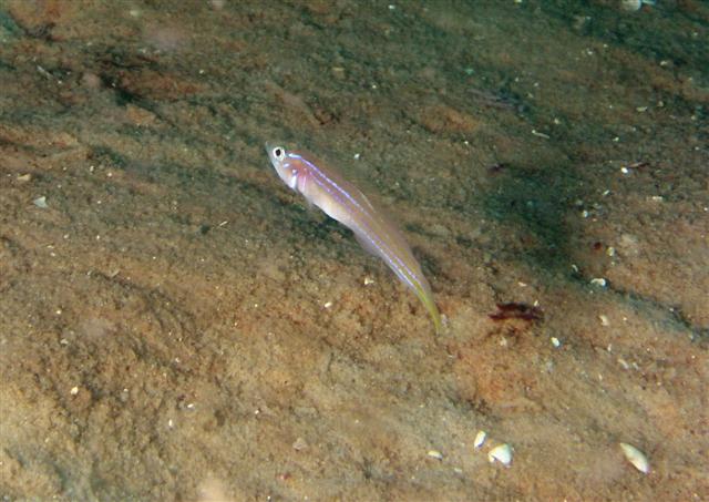 卡氏侏虾虎(Microgobius carri)