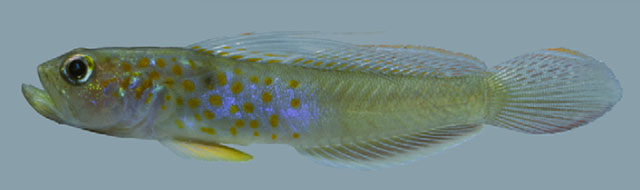 短侏虾虎(Microgobius curtus)