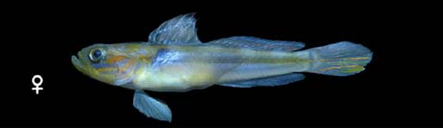 真侏虾虎(Microgobius emblematicus)